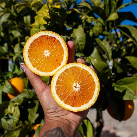 Farm Olive, Casa Bougainvillea *